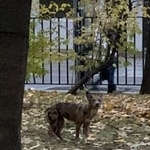 Подробнее об объявлении «Найдена собака Москва» Фото: найдена собака  «Найдена собака Москва» в г. Москва