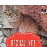 Подробнее об объявлении «Пропал кот салтыковка Балашиха» Фото: пропала кошка  «Пропал кот салтыковка Балашиха» в г. Балашиха