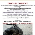 Подробнее об объявлении «Пропала собака кобель дмитровский район Москва» Фото: пропала собака  «Пропала собака кобель дмитровский район Москва» в г. Москва