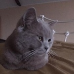 Подробнее об объявлении «Пропала кошка Ростов-на-Дону» Фото: пропала кошка  «Пропала кошка Ростов-на-Дону» в г. Ростов-на-Дону