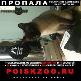 Подробнее об объявлении «Пропал кот Павловск (Ленинградская обл.)» Фото: пропала кошка Сиамская «Пропал кот Павловск (Ленинградская обл.)» в г. Павловск (Ленинградская обл.)