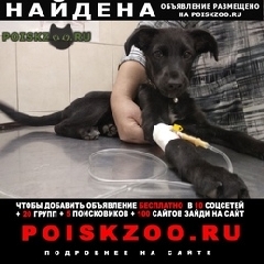 Подробнее об объявлении «Найдена собака Москва» Фото: найдена собака  «Найдена собака Москва» в г. Москва