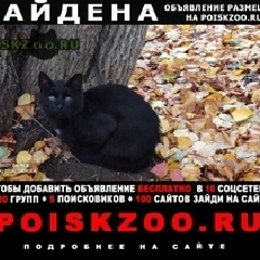 Подробнее об объявлении «Москва Найден кот черная кот или кошка» Фото: найдена кошка  «Москва Найден кот черная кот или кошка» в г. Москва