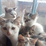 Подробнее об объявлении «Найдена кошка Курган» Фото: найдена кошка  «Найдена кошка Курган» в г. Курган