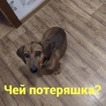 Подробнее об объявлении «Найдена собака кобель Ростов-на-Дону» Фото: найдена собака Такса «Найдена собака кобель Ростов-на-Дону» в г. Ростов-на-Дону