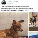 Подробнее об объявлении «Пропала собака Ростов-на-Дону» Фото: пропала собака Той-терьер «Пропала собака Ростов-на-Дону» в г. Ростов-на-Дону