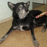 Подробнее об объявлении «Тюмень Пропала собака кобель» Фото: пропала собака  «Тюмень Пропала собака кобель» в г. Тюмень