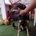 Подробнее об объявлении «Луховицы Найдена собака кобель» Фото: найдена собака  «Луховицы Найдена собака кобель» в г. Луховицы