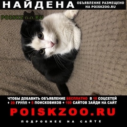 Подробнее об объявлении «Найден кот Ростов-на-Дону» Фото: найдена кошка  «Найден кот Ростов-на-Дону» в г. Ростов-на-Дону