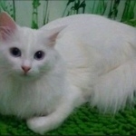 Подробнее об объявлении «Курган Пропала кошка» Фото: пропала кошка  «Курган Пропала кошка» в г. Курган