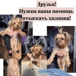 Подробнее об объявлении «Найдена собака Ростов-на-Дону» Фото: найдена собака Йоркширский терьер «Найдена собака Ростов-на-Дону» в г. Ростов-на-Дону