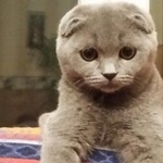 Подробнее об объявлении «Москва Пропала кошка» Фото: пропала кошка Скоттиш фолд (шотландская вислоухая) «Москва Пропала кошка» в г. Москва