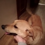 Подробнее об объявлении «Найдена собака кобель в марьинском парке Москва» Фото: найдена собака  «Найдена собака кобель в марьинском парке Москва» в г. Москва