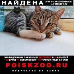 Подробнее об объявлении «Москва Найден кот» Фото: найдена кошка  «Москва Найден кот» в г. Москва