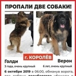Подробнее об объявлении «Пропала собака и 2 собаки крупные леонбергер Королев» Фото: пропала собака Леонбергер «Пропала собака и 2 собаки крупные леонбергер...» в г. Королев