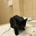 Подробнее об объявлении «Москва Найдена кошка нашли кошку в районе ул профсоюзная» Фото: найдена кошка  «Москва Найдена кошка нашли кошку в районе ул...» в г. Москва