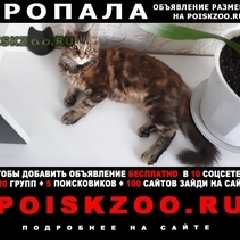 Подробнее об объявлении «Пропала кошка кошечка мес. породы мей кун Ноябрьск» Фото: пропала кошка Мейн-кун «Пропала кошка кошечка мес. породы мей кун Ноябрьск» в г. Ноябрьск
