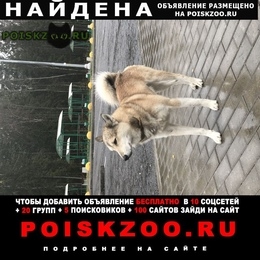Подробнее об объявлении «Найдена собака кобель модой кабель лайки Бологое» Фото: найдена собака  «Найдена собака кобель модой кабель лайки Бологое» в г. Бологое