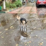 Подробнее об объявлении «Найдена собака метис овчарки Москва» Фото: найдена собака  «Найдена собака метис овчарки Москва» в г. Москва