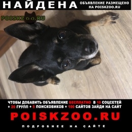 Подробнее об объявлении «Найдена собака Искитим» Фото: найдена собака Той-терьер «Найдена собака Искитим» в г. Искитим