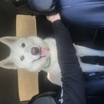 Подробнее об объявлении «Фрязино Пропала собака» Фото: пропала собака Сибирская хаски «Фрязино Пропала собака» в г. Фрязино