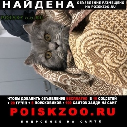 Подробнее об объявлении «Москва Найдена кошка» Фото: найдена кошка  «Москва Найдена кошка» в г. Москва