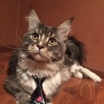 Подробнее об объявлении «Чехов Пропал кот помогите, пожалуйста вернуть» Фото: пропала кошка Мейн-кун «Чехов Пропал кот помогите, пожалуйста вернуть» в г. Чехов