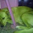 Подробнее об объявлении «Новокузнецк Найдена собака» Фото: найдена собака  «Новокузнецк Найдена собака» в г. Новокузнецк