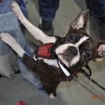 Подробнее об объявлении «Пропала собака Санкт-Петербург» Фото: пропала собака Бостон терьер «Пропала собака Санкт-Петербург» в г. Санкт-Петербург