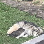 Подробнее об объявлении «Тюмень Пропала собака» Фото: пропала собака Аляскинский маламут «Тюмень Пропала собака» в г. Тюмень