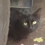 Подробнее об объявлении «Москва Найдена кошка/кот в ясенево черная» Фото: найдена кошка  «Москва Найдена кошка/кот в ясенево черная» в г. Москва