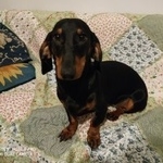 Подробнее об объявлении «Найдена собака такса. девочка. Москва» Фото: найдена собака Такса «Найдена собака такса. девочка. Москва» в г. Москва