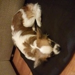 Подробнее об объявлении «Геленджик Найдена собака кобель» Фото: найдена собака Чихуахуа «Геленджик Найдена собака кобель» в г. Геленджик