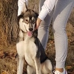 Подробнее об объявлении «Армавир Пропала собака кобель порода: сибирский хаски» Фото: пропала собака Сибирская хаски «Армавир Пропала собака кобель порода: сибирский...» в г. Армавир