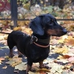 Подробнее об объявлении «Пропала собака кобель Королев» Фото: пропала собака Такса «Пропала собака кобель Королев» в г. Королев