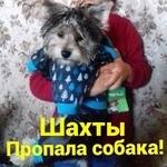 Подробнее об объявлении «Пропала собака Шахты» Фото: пропала собака Йоркширский терьер «Пропала собака Шахты» в г. Шахты