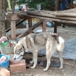 Подробнее об объявлении «Найдена собака кобель лайка прибежала Москва» Фото: найдена собака Сибирская «Найдена собака кобель лайка прибежала Москва» в г. Москва
