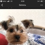 Подробнее об объявлении «Пропала собака кобель Уфа» Фото: пропала собака Йоркширский терьер «Пропала собака кобель Уфа» в г. Уфа