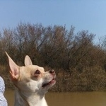 Подробнее об объявлении «Пропала собака кобель Кемерово» Фото: пропала собака Чихуахуа «Пропала собака кобель Кемерово» в г. Кемерово