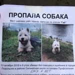 Подробнее об объявлении «Подольск Пропала собака кобель белый терьер» Фото: пропала собака Вест хайленд уайт терьер «Подольск Пропала собака кобель белый терьер» в г. Подольск