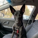 Подробнее об объявлении «Найдена собака Химки» Фото: найдена собака  «Найдена собака Химки» в г. Химки