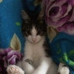 Подробнее об объявлении «Пропал кот Томск» Фото: пропала кошка  «Пропал кот Томск» в г. Томск