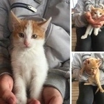 Подробнее об объявлении «Найдена кошка Курган» Фото: найдена кошка  «Найдена кошка Курган» в г. Курган