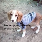 Подробнее об объявлении «Найдена собака Ростов-на-Дону» Фото: найдена собака Американский кокер-спаниель «Найдена собака Ростов-на-Дону» в г. Ростов-на-Дону