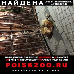 Подробнее об объявлении «Найдена собака Москва» Фото: найдена собака  «Найдена собака Москва» в г. Москва