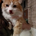 Подробнее об объявлении «Москва Найден кот рыжий кот» Фото: найдена кошка  «Москва Найден кот рыжий кот» в г. Москва