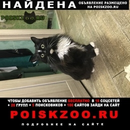 Подробнее об объявлении «Москва Найдена кошка тёплый стан» Фото: найдена кошка  «Москва Найдена кошка тёплый стан» в г. Москва