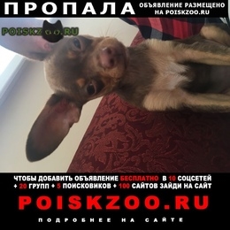 Подробнее об объявлении «Пропала собака кобель дети страдают очень Солнечногорск» Фото: пропала собака Русский той-терьер «Пропала собака кобель дети страдают очень...» в г. Солнечногорск