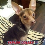 Подробнее об объявлении «Пропала собака кобель той терьер тайсон Санкт-Петербург» Фото: пропала собака Той-терьер «Пропала собака кобель той терьер тайсон...» в г. Санкт-Петербург