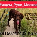 Подробнее об объявлении «Пропала собака потерялась собака Москва» Фото: пропала собака Ирландский сеттер «Пропала собака потерялась собака Москва» в г. Москва